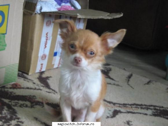 Pddm - nuuu... pddm are un chihuahua (se citeste ciuaua - Pizzerie-Cafenea-Cofetarie
